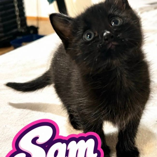 Sam - Chat Européen à adopter