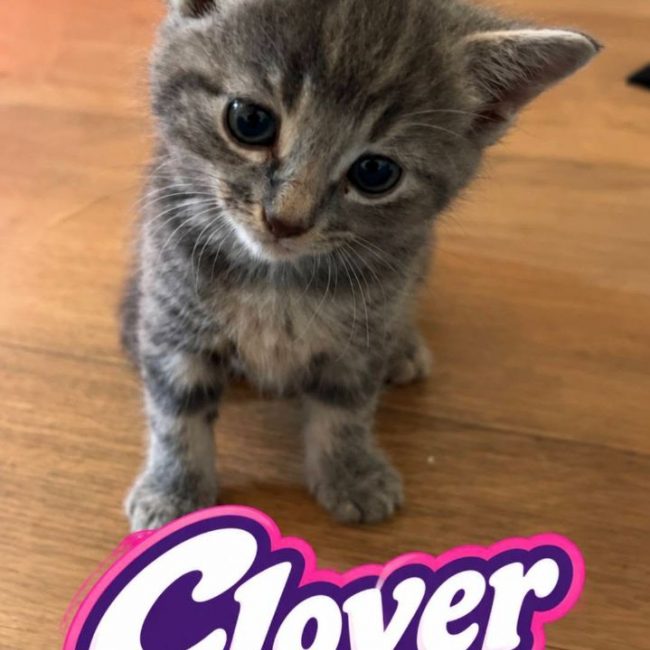 Clover