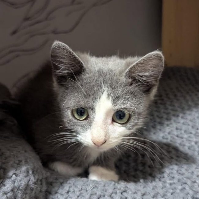 Tyrion - Chat Européen à adopter