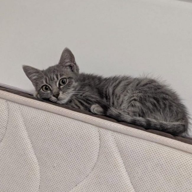 Arya