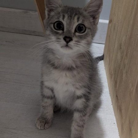 Jon - Chat Européen à adopter
