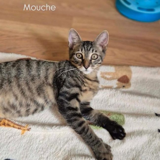 Mouche