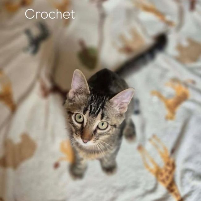 Crochet - Chat Européen à adopter