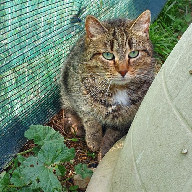 Charlotte - Chat Européen à adopter