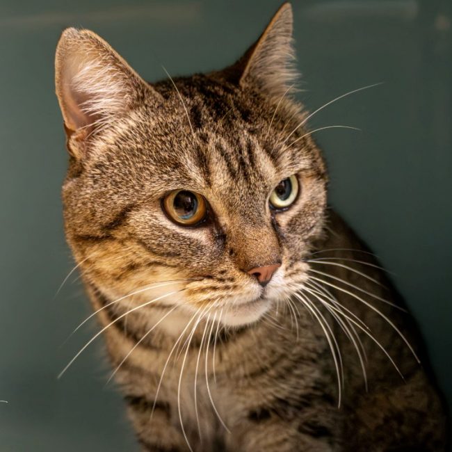 Gohrm - Chat à adopter