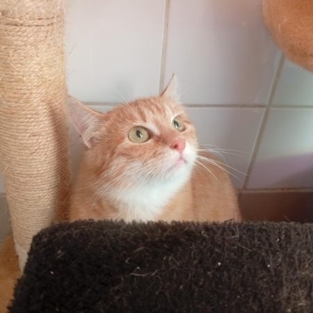 Pomme - Chat Européen à adopter
