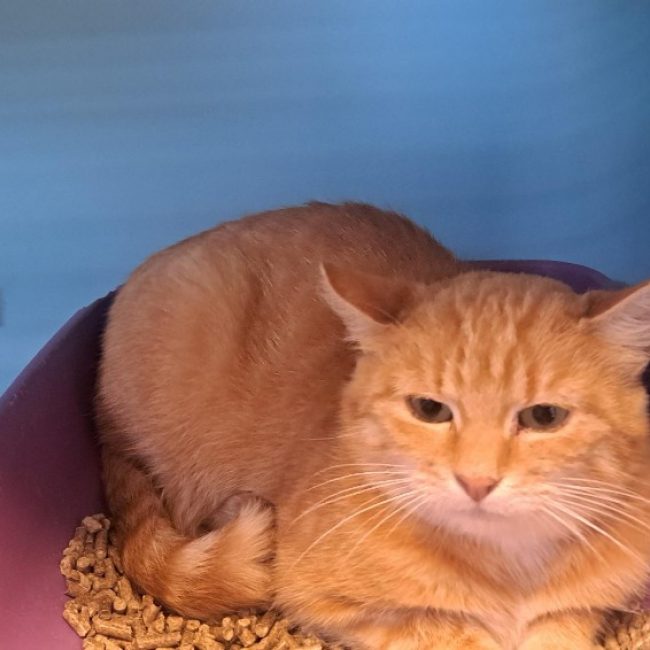 Pomme - Chat Européen à adopter