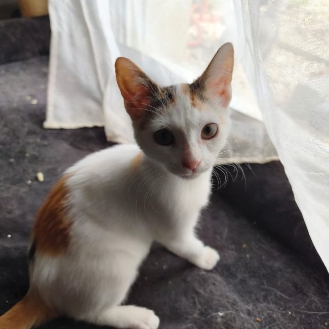 Judy - Chat Européen à adopter