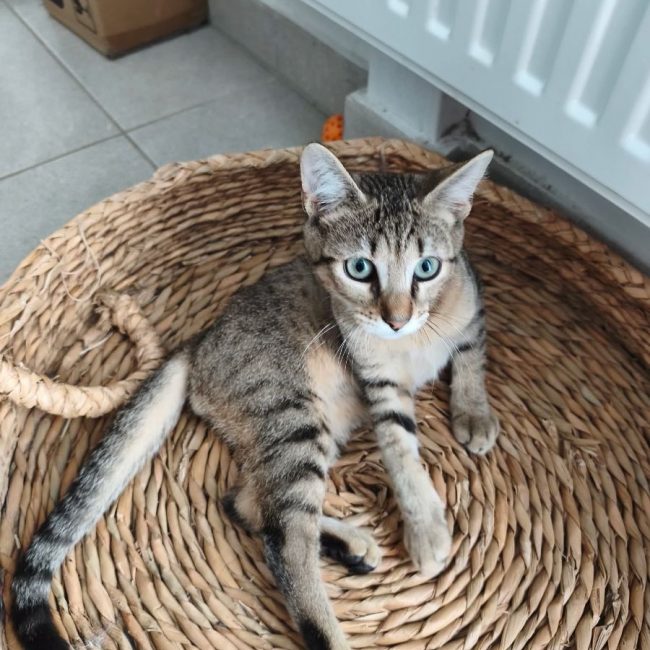 Buky - Chat Européen à adopter