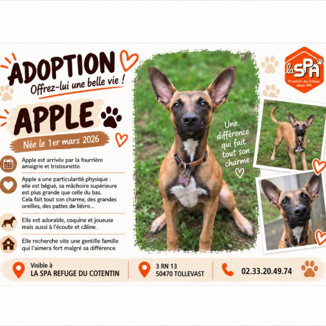 Apple - Chien Berger à adopter