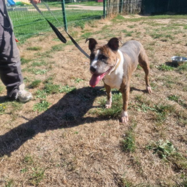 Shiva - Chien à adopter