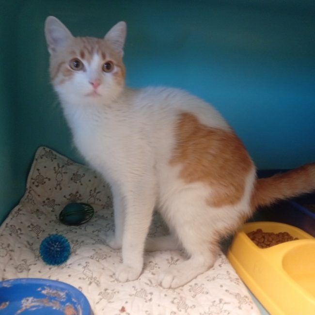 Wolverine - Chat Européen à adopter