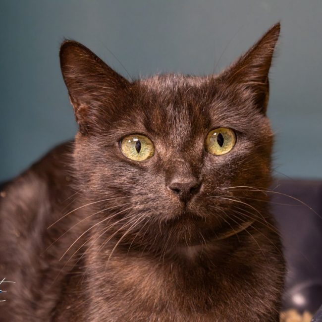 Bruneau - Chat à adopter