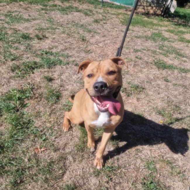 Swing - Chien à adopter
