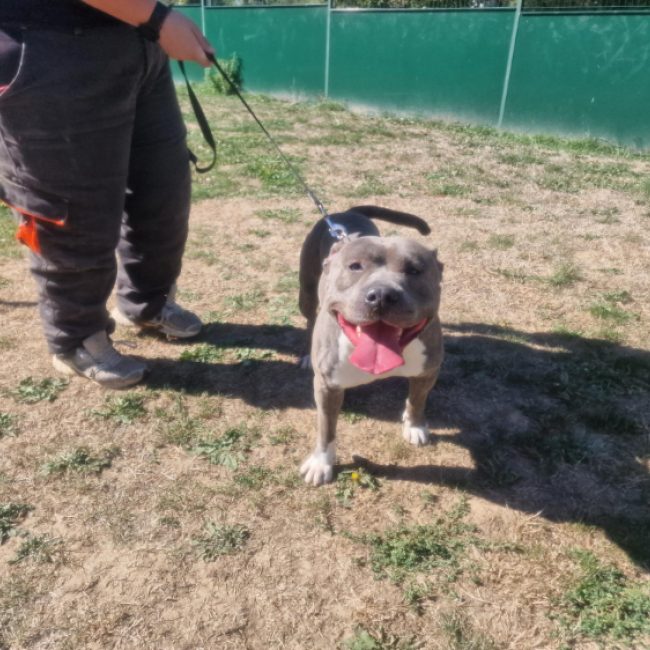 Bandit - Chien à adopter