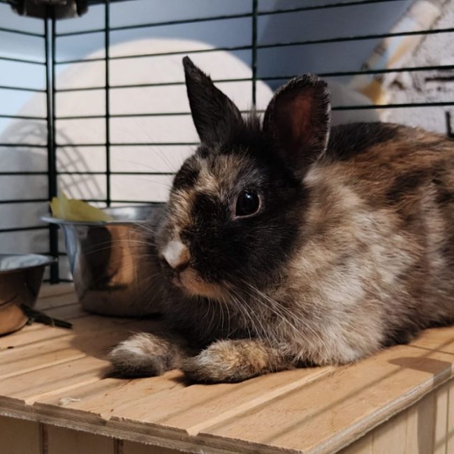 Ciboulette - Rongeur Lapin à adopter