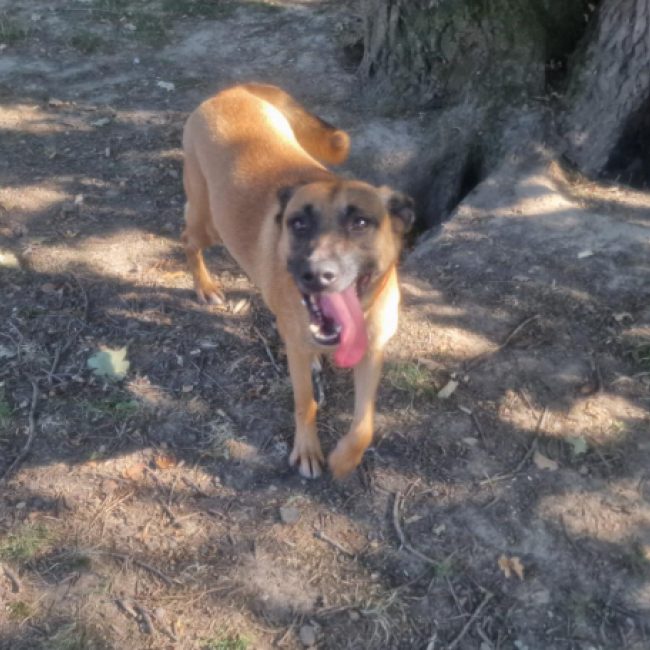 Layka - Chien Berger Belge Malinois à adopter