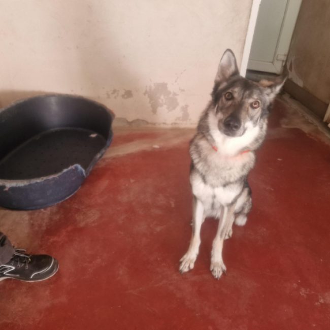 TaÏga - Chien à adopter