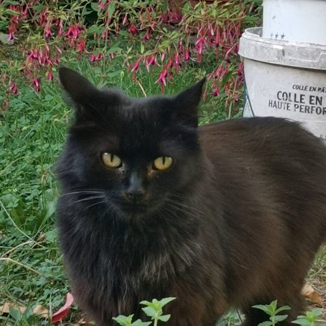 Mayvise - Chat à adopter