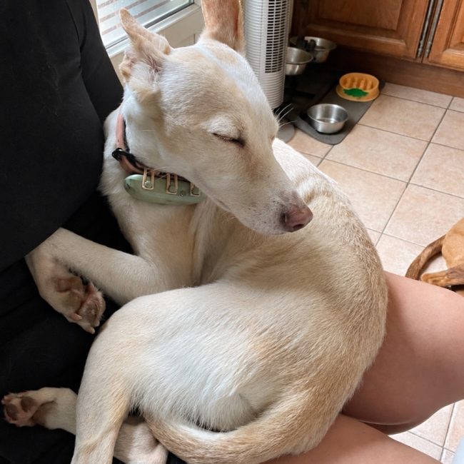 Lilou - Chien à adopter