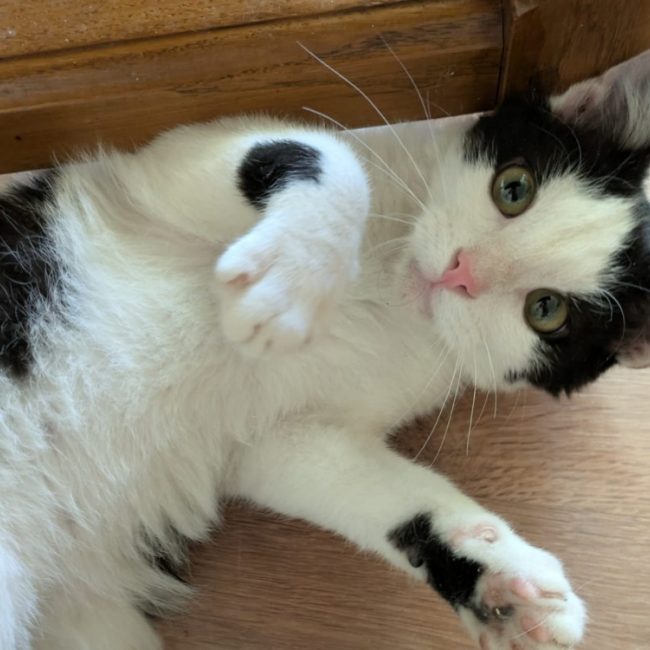 Fripon - Chat Européen à adopter