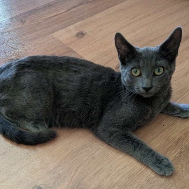 Bluey - Chat Européen à adopter