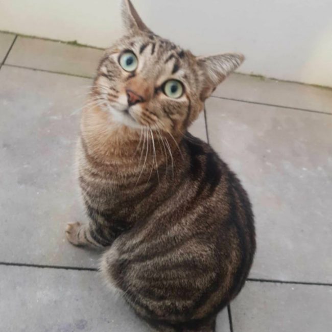 Midi et minuit - Chat Européen à adopter