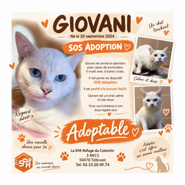 Giovani / vadrouille - Chat Européen à adopter