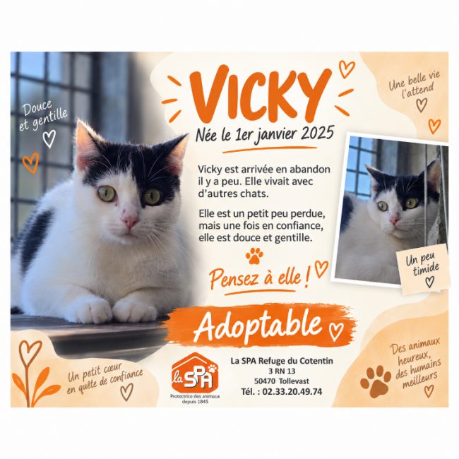 Vicky - Chat Européen à adopter