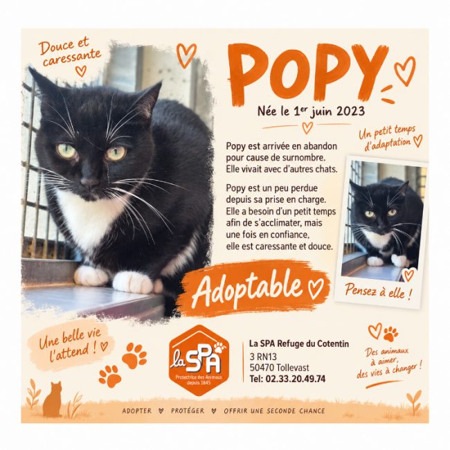 Popy - Chat Européen à adopter