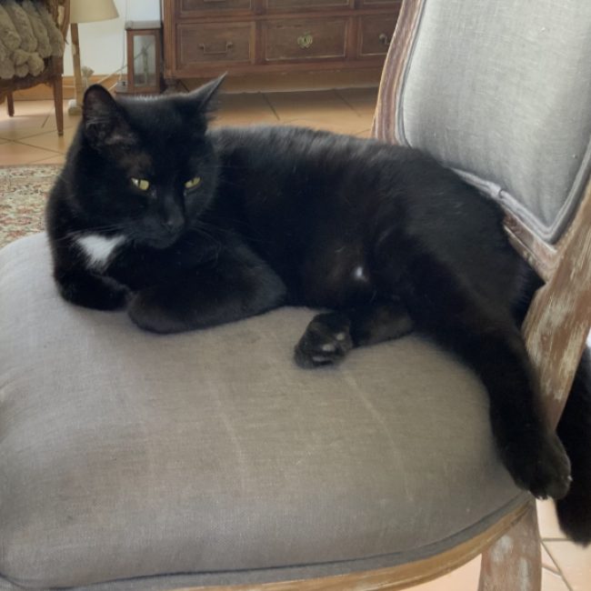 Merlin - Chat Européen à adopter