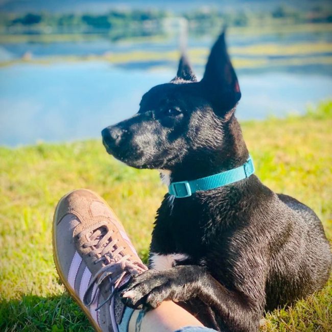 KAWA - Chien à adopter