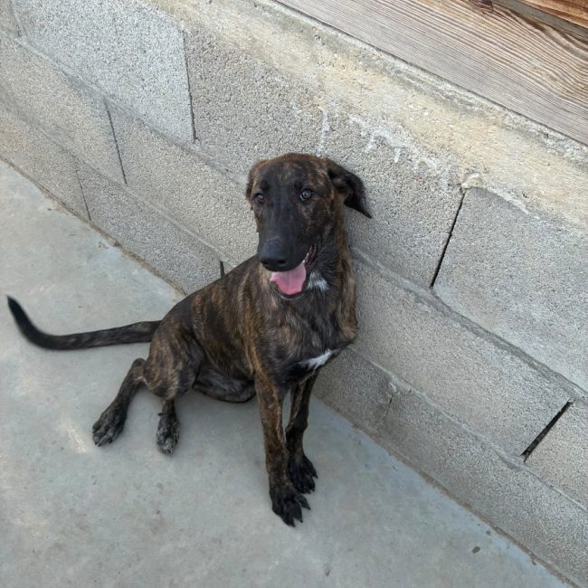 ARYA