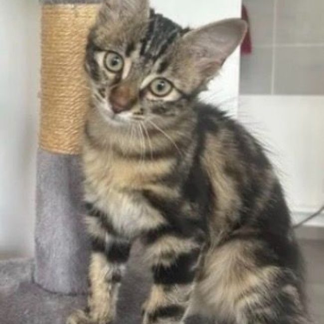 MOKA - Chat Européen à adopter