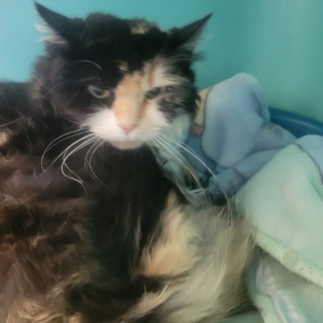 Stella - Chat Européen à adopter