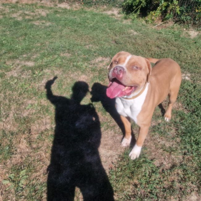Nicolas - Chien à adopter
