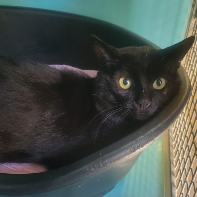 Clark - Chat Européen à adopter