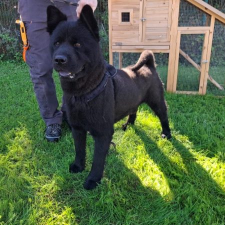 Jack - Chien à adopter