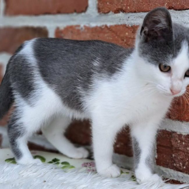 enid 3 mois - Chat à adopter