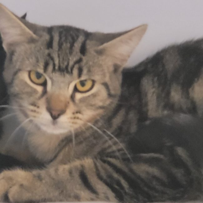 Portos - Chat Européen à adopter