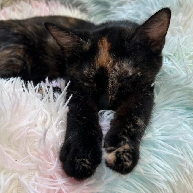 Artemis