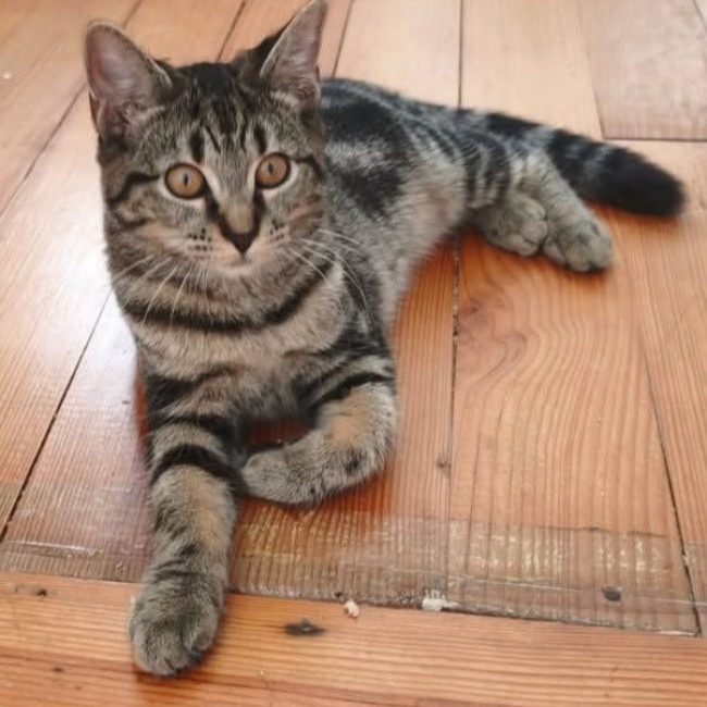 bulle 5 mois - Chat à adopter