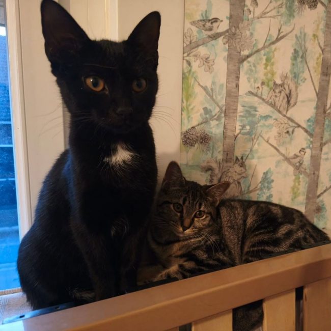 groovy et bulle 5 mois en double adoption - Chat à adopter