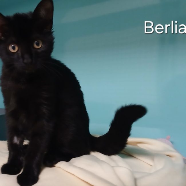 Berlia