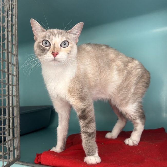 Nuit blanche - Chat Européen à adopter