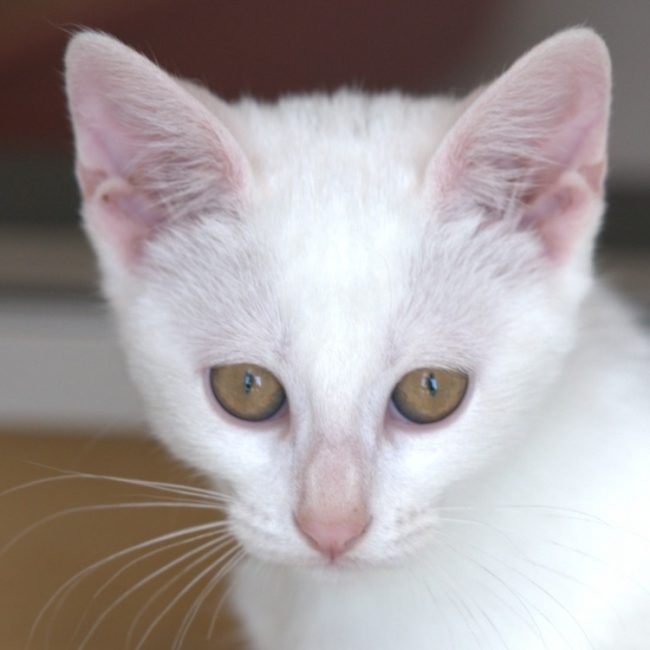 Venus - Chat à adopter