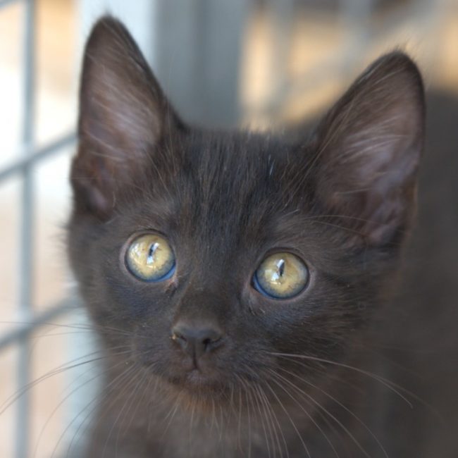 Jupiter - Chat à adopter