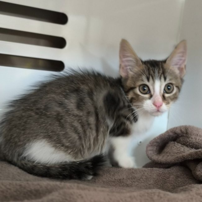 Yoko - Chat Européen à adopter
