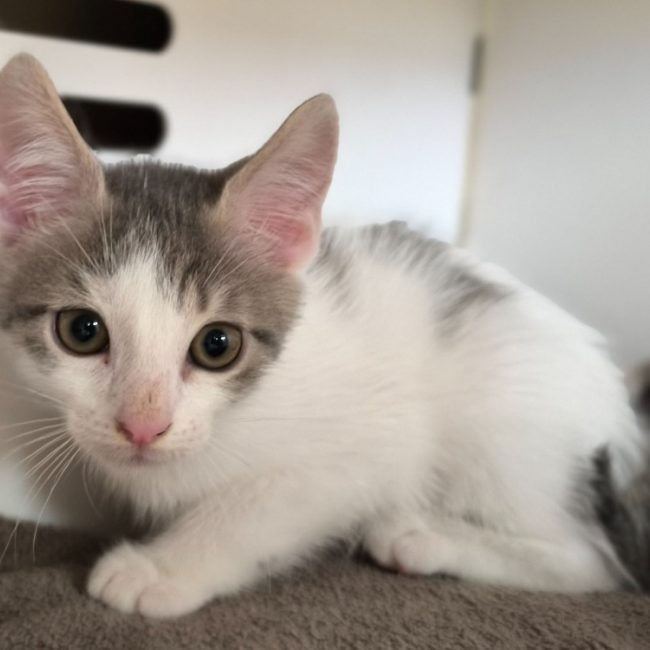 Yoshi - Chat Européen à adopter
