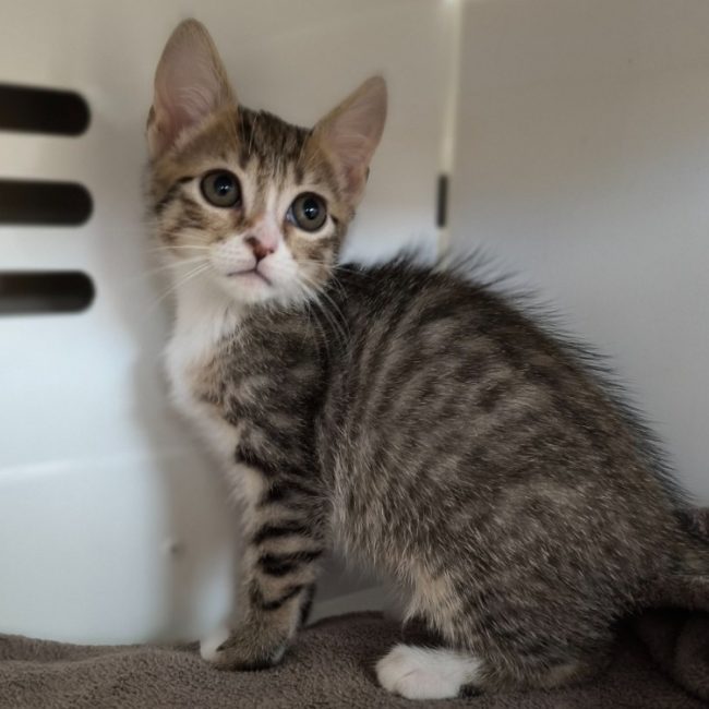 Yasmine - Chat Européen à adopter